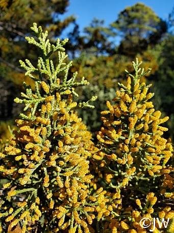 Hesperocyparis sargentii  Sargent cypress