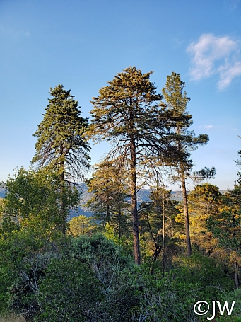 Hesperocyparis sargentii  Sargent cypress