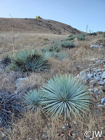 Hesperoyucca whipplei  Our Lord's candle