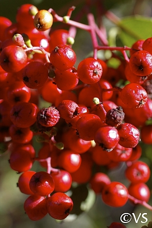Heteromeles arbutifolia  toyon