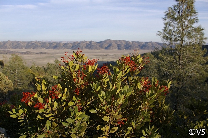 Heteromeles arbutifolia  toyon