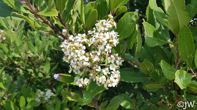 Heteromeles arbutifolia  toyon
