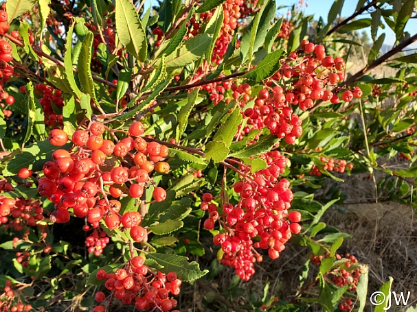 Heteromeles arbutifolia  toyon