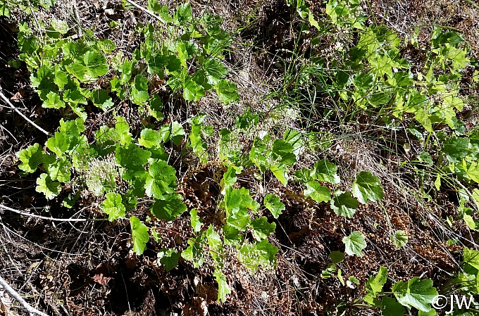 Heuchera glabra  smooth alumroot
