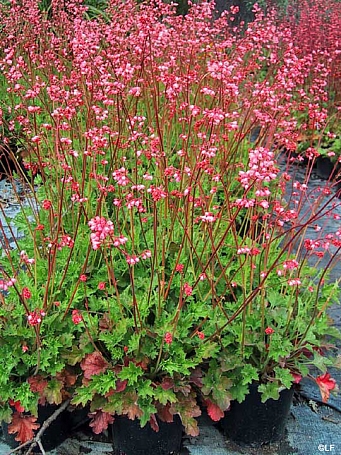 Heuchera  'Lillian's Pink' coral bells