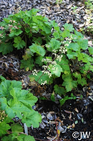 Heuchera maxima  Island alum root