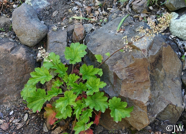 Heuchera maxima  Island alum root
