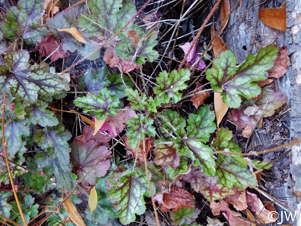 Heuchera micrantha  alum root