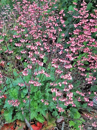 Heuchera  'Rosada' coral bells