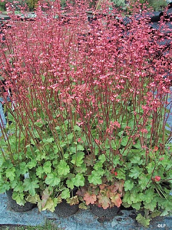 Heuchera  'Wendy' coral bells