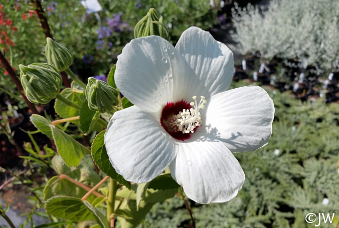 Hibiscus lasiocarpos var. occidentalis (californicus)  woolly rose mallow