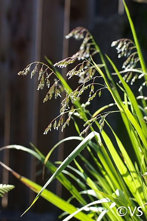Hierochloe (Anthoxanthum) occidentalis  vanilla grass