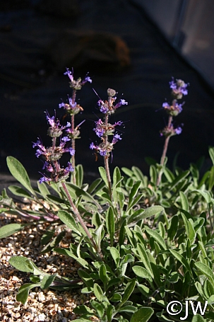 Salvia sonomensis 'Hobbit Toes' Sonoma sage