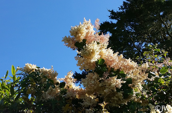 Holodiscus discolor  cream bush, ocean spray