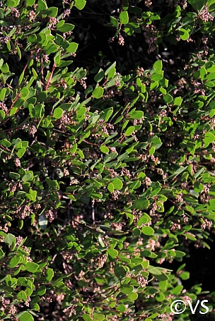 Arctostaphylos  'Howard McMinn' manzanita