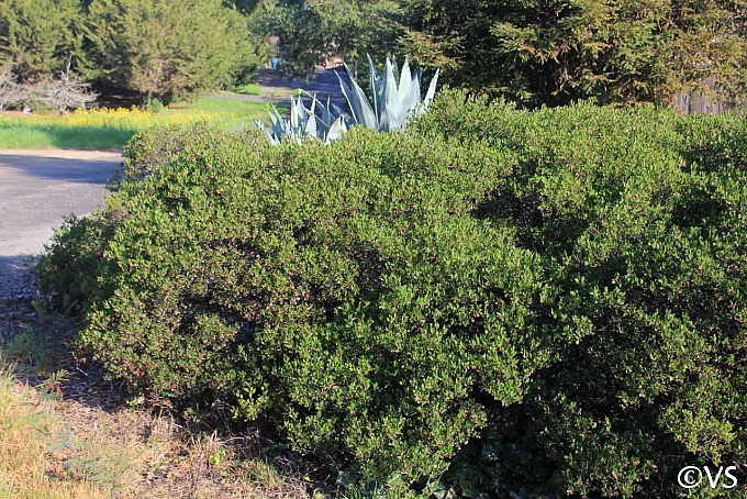 Arctostaphylos  'Howard McMinn' manzanita