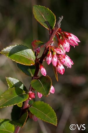 Vaccinium ovatum  evergreen huckleberry