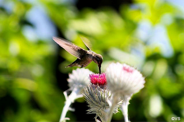 Cirsium occidentale  cobweb thistle