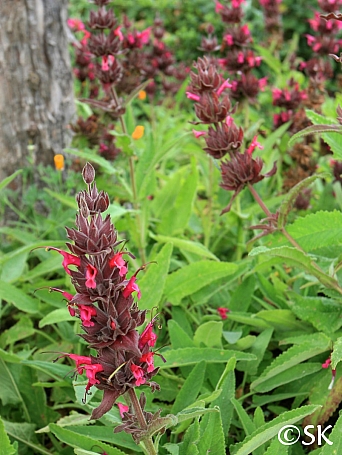 Salvia spathacea 'Las Pilitas' hummingbird sage