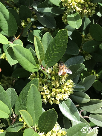 Frangula (Rhamnus) californica 'Eve Case' California coffeeberry