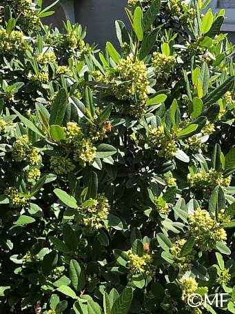 Frangula (Rhamnus) californica 'Eve Case' California coffeeberry