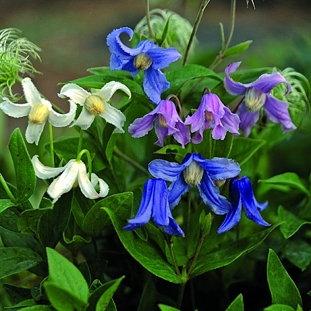 Clematis integrifolia  bush clematis, Mongolian bells