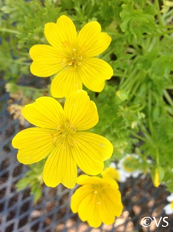 Limnanthes douglasii ssp. sulphurea  Point Reyes meadowfoam