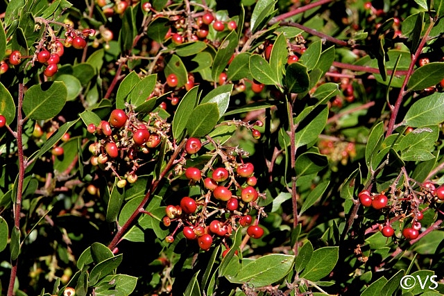 Arctostaphylos manzanita x 'Mary's Blush' common manzanita