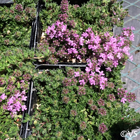 Thymus  'Pink Chintz' pink chintz thyme