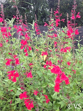 Salvia  'John Whittlesey' 