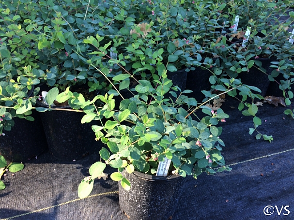 Symphoricarpos albus var. laevigatus 'San Bruno Mountain' snowberry