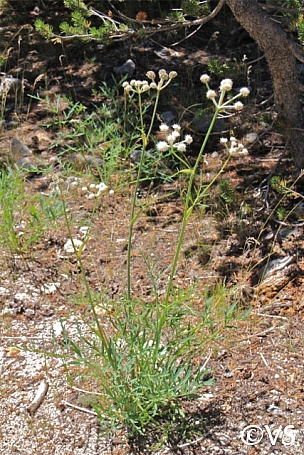 Sphenosciadium capitellatum  ranger's buttons