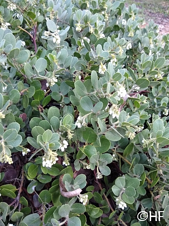 Arctostaphylos x media 'Reina de Arena' manzanita