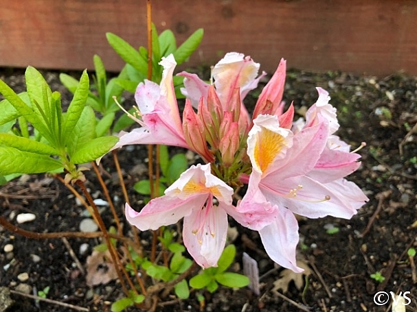 Rhododendron occidentale x  'Irene Koster' 