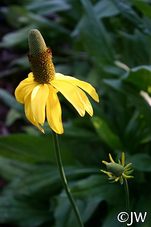 Rudbeckia californica  California coneflower