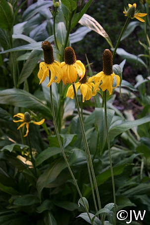 Rudbeckia californica  California coneflower