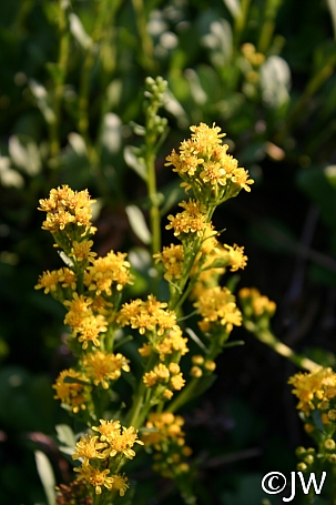 Solidago spathulata  coast goldenrod