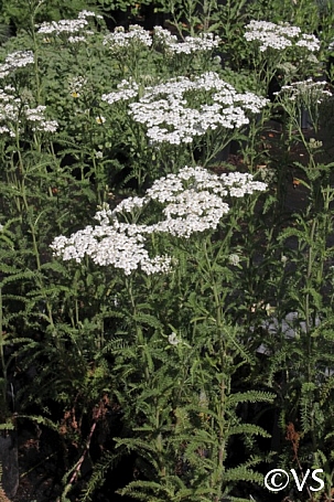 Achillea millefolium 'King Range' yarrow