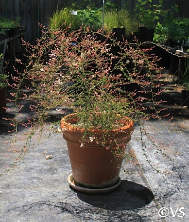 Holodiscus dumosus var. cedrorus  Cedars cream bush