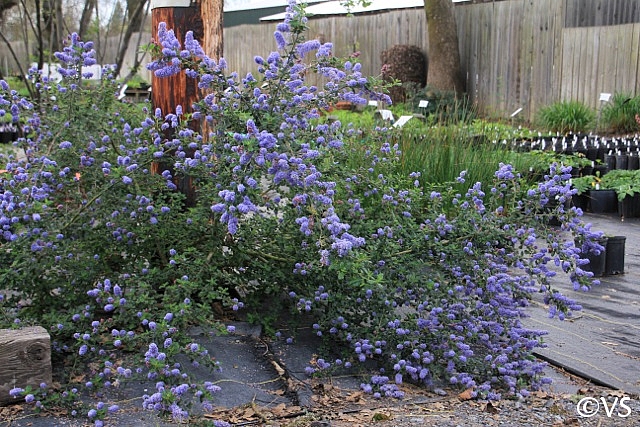 Ceanothus  'Celestial Blue' California lilac