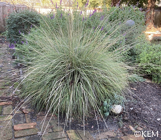 Muhlenbergia rigens  deer grass