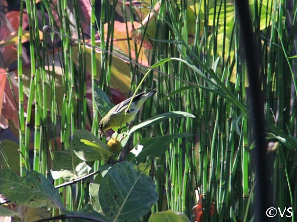 Helenium puberulum  rosilla