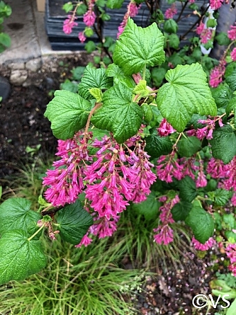 Ribes sanguineum v. glutinosum 'Heart's Delight' pink flowering currant