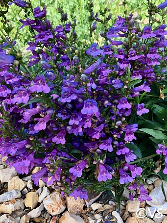 Penstemon  'Catherine de la Mare' penstemon
