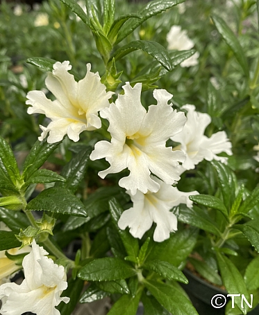 Diplacus (Mimulus) bifidus 'White' monkeyflower