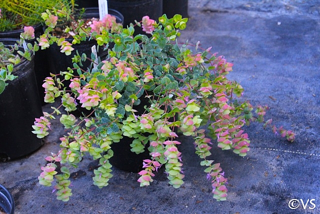 Origanum  'Barbara Tingey' ornamental oregano