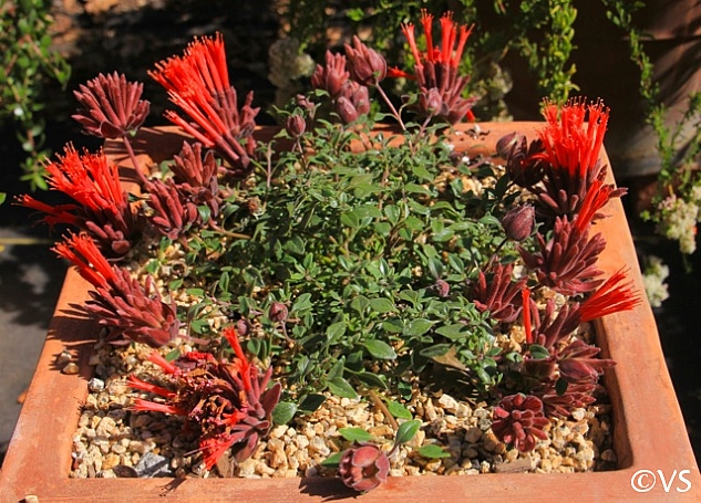 Monardella macrantha 'Marian Sampson' scarlet coyote mint