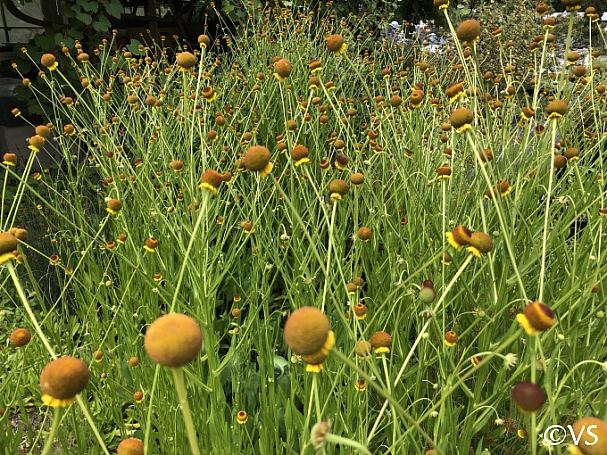 Helenium puberulum  rosilla