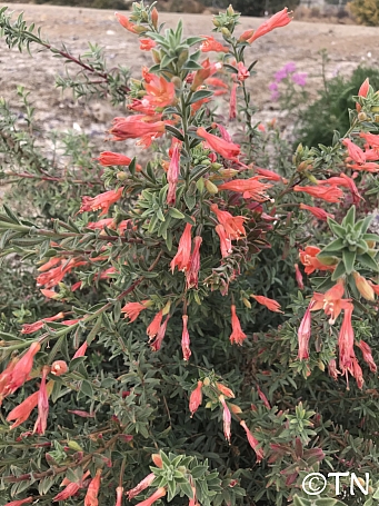 Epilobium canum 'Sierra Salmon' California fuchsia