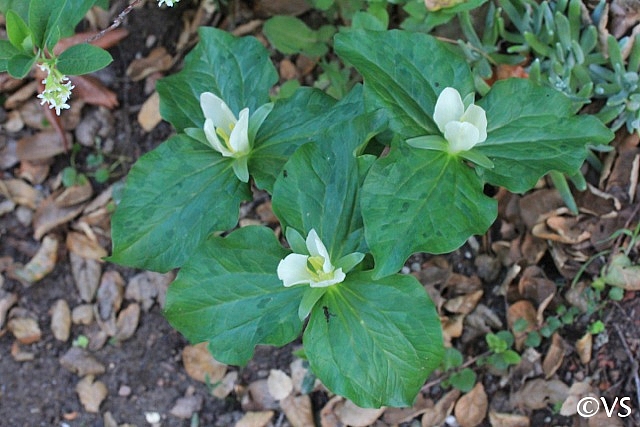 Trillium  chloropetalum  giant Trillium